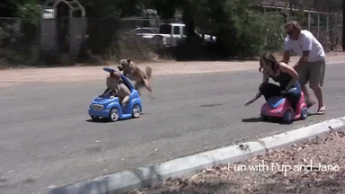 Dog racing in toy cars
